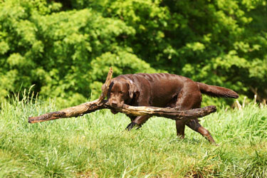 Hundebetreuung Friedrichshain 1